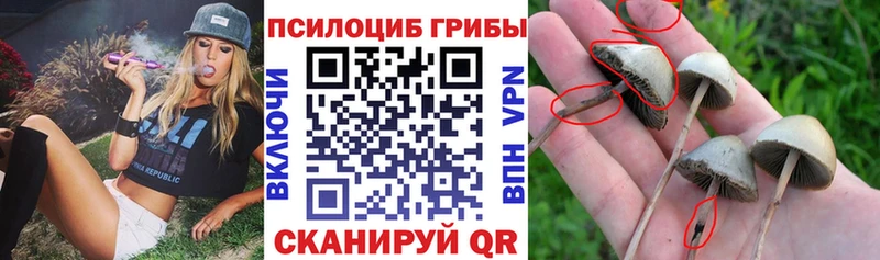 Галлюциногенные грибы Psilocybine cubensis  где можно купить   Медынь 